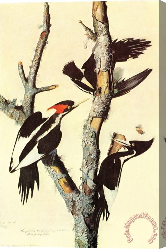 John James Audubon Ivory Billed Woodpecker Stretched Canvas Print / Canvas Art