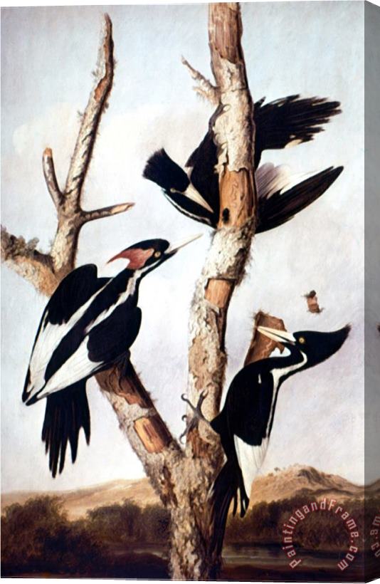 John James Audubon Ivory Billed Woodpeckers Stretched Canvas Painting / Canvas Art