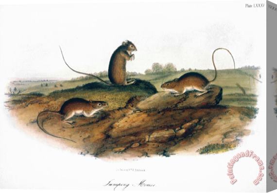 John James Audubon Jumping Mouse 1846 Stretched Canvas Painting / Canvas Art
