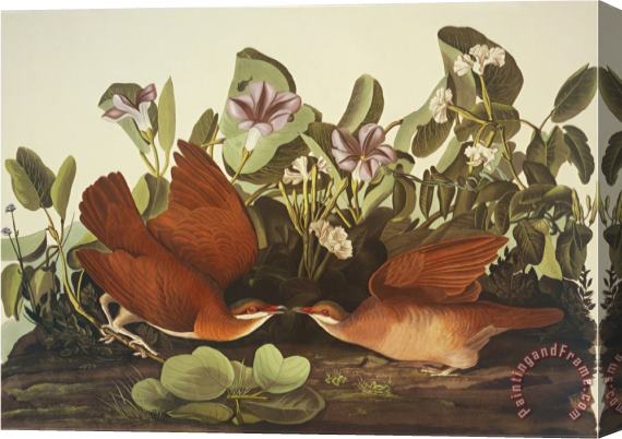 John James Audubon Key West Dove Stretched Canvas Print / Canvas Art