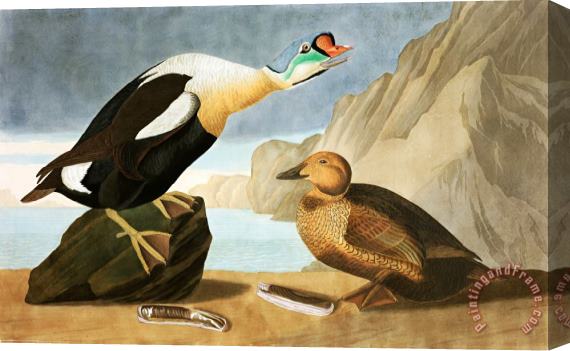 John James Audubon King Duck Stretched Canvas Painting / Canvas Art