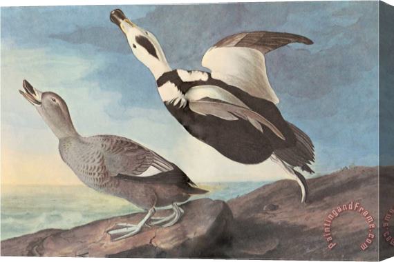 John James Audubon Labrador Duck Stretched Canvas Print / Canvas Art