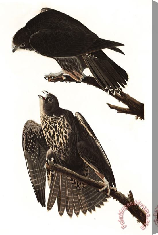 John James Audubon Labrador Falcon Stretched Canvas Painting / Canvas Art