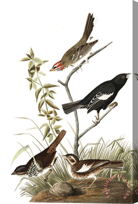 John James Audubon Lark Finch, Prairie Finch, Brown Song Sparrow Stretched Canvas Painting / Canvas Art