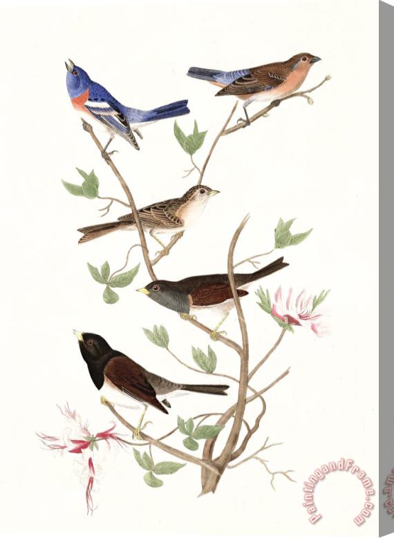 John James Audubon Lazuli Finch, Clay Coloured Finch, Oregon Snow Finch Stretched Canvas Painting / Canvas Art