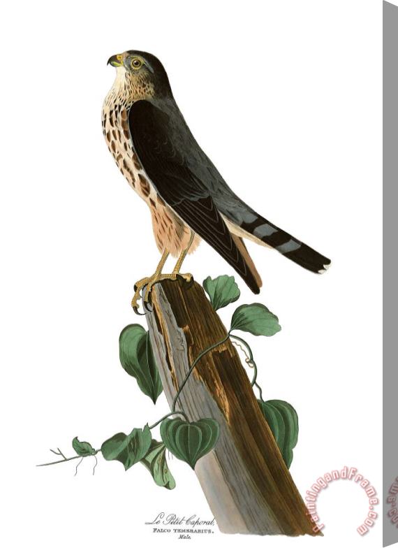 John James Audubon Le Petit Caporal Stretched Canvas Painting / Canvas Art
