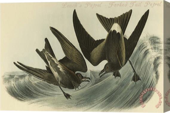 John James Audubon Leach S Petrel Forked Tail Petrel Stretched Canvas Print / Canvas Art