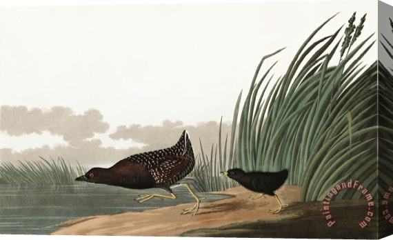 John James Audubon Least Water Hen Stretched Canvas Print / Canvas Art