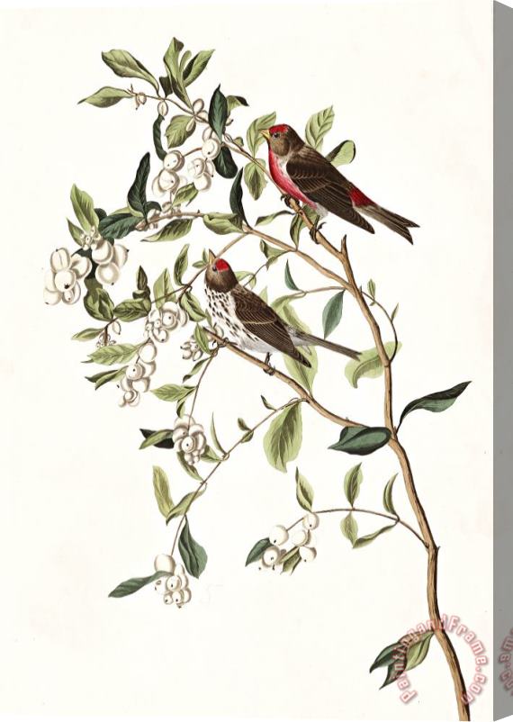 John James Audubon Lesser Red Poll Stretched Canvas Painting / Canvas Art