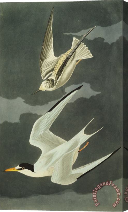 John James Audubon Lesser Tern Little Tern Sterna Albifrons From The Birds of America Stretched Canvas Painting / Canvas Art