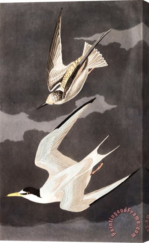 John James Audubon Lesser Tern Stretched Canvas Print / Canvas Art