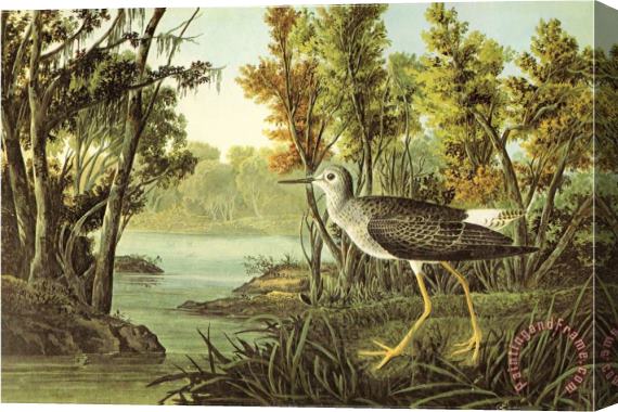 John James Audubon Lesser Yellow Legs Stretched Canvas Painting / Canvas Art