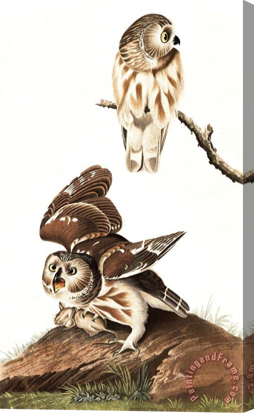 John James Audubon Little Owl Stretched Canvas Print / Canvas Art