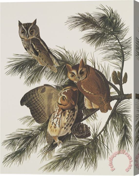 John James Audubon Little Screech Owl Or Mottled Owl Stretched Canvas Print / Canvas Art