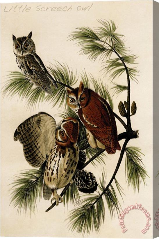 John James Audubon Little Screech Owl Stretched Canvas Painting / Canvas Art