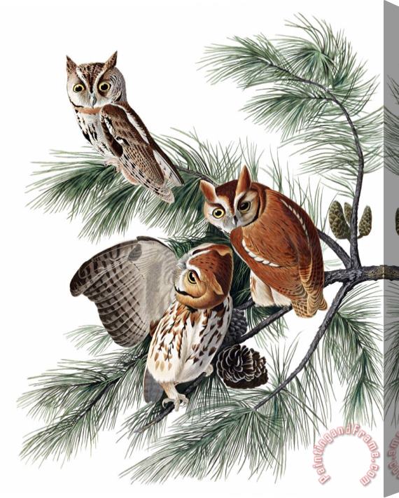 John James Audubon Little Screech Owl Stretched Canvas Painting / Canvas Art