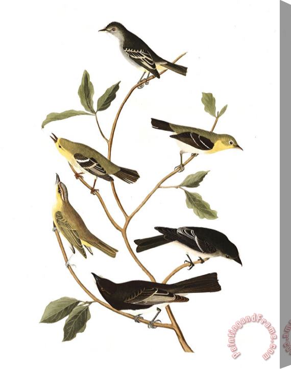 John James Audubon Little Tyrant Fly Catcher, Small Headed Fly Catcher, Blue Mountain Warbler, Bartran's Vireo, Short Legged Pewee, Rocky Mountain Fly Catcher Stretched Canvas Print / Canvas Art