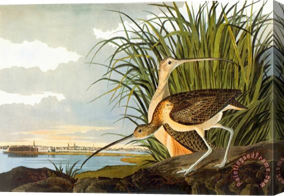 John James Audubon Long Billed Curlew Stretched Canvas Print / Canvas Art