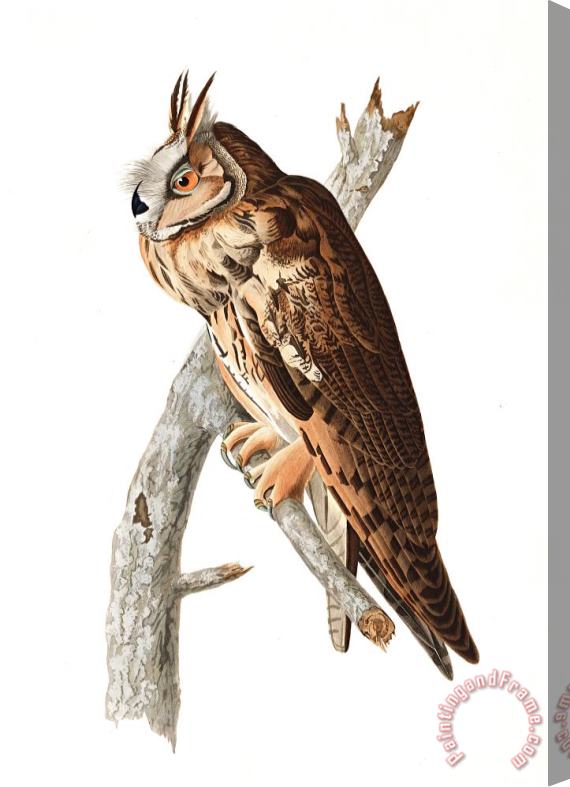 John James Audubon Long Eared Owl Stretched Canvas Painting / Canvas Art