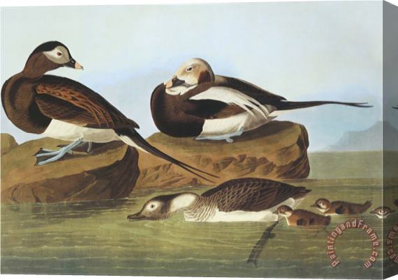 John James Audubon Long Tailed Duck Stretched Canvas Print / Canvas Art