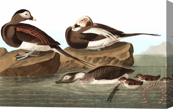 John James Audubon Long Tailed Duck Stretched Canvas Painting / Canvas Art