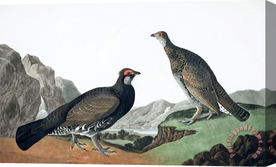 John James Audubon Long Tailed, Or Dusky Grous Stretched Canvas Painting / Canvas Art
