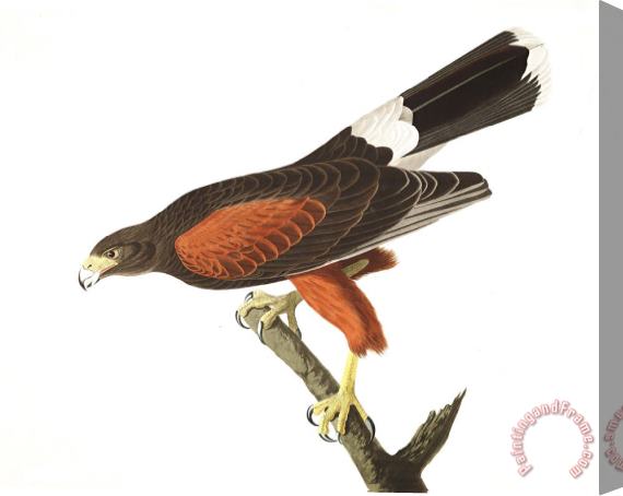 John James Audubon Louisiana Hawk Stretched Canvas Print / Canvas Art