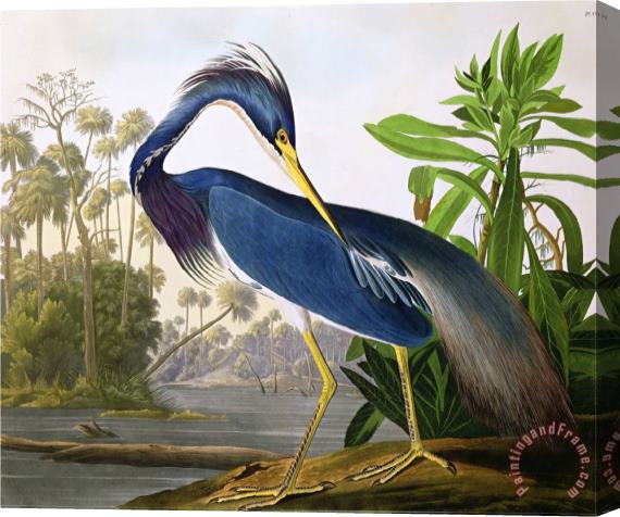 John James Audubon Louisiana Heron From Birds of America Stretched Canvas Print / Canvas Art