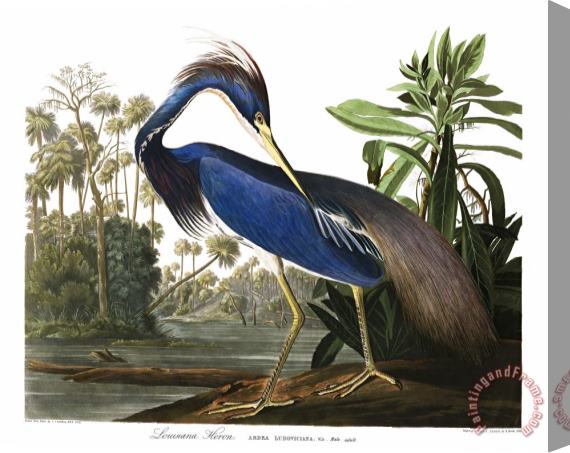 John James Audubon Louisiana Heron Stretched Canvas Print / Canvas Art