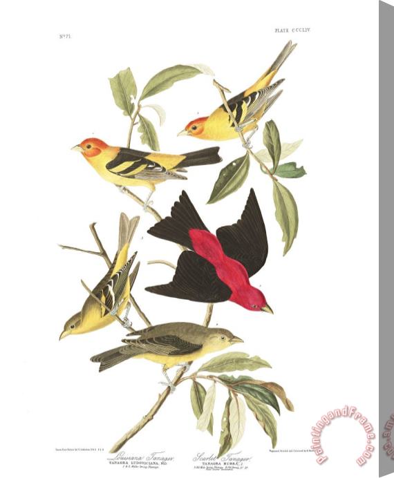 John James Audubon Louisiana Tanager, Or Scarlet Tanager Stretched Canvas Print / Canvas Art
