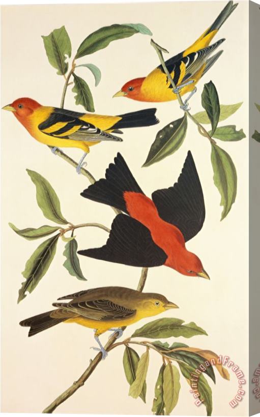 John James Audubon Louisiana Tanager Scarlet Tanager Stretched Canvas Print / Canvas Art