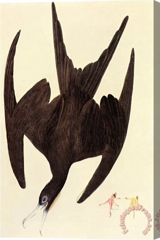 John James Audubon Magnificent Frigate Bird Stretched Canvas Painting / Canvas Art