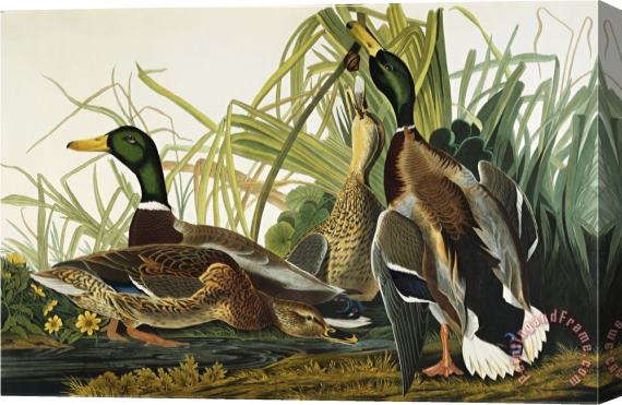 John James Audubon Mallard Duck Mallard Anas Platyrhynchos Plate Ccxxi From The Birds of America Stretched Canvas Painting / Canvas Art