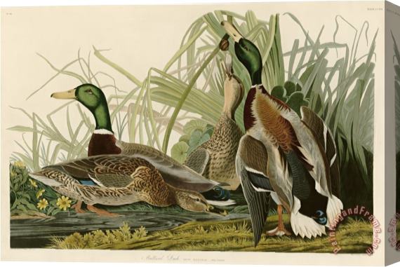 John James Audubon Mallard Duck Stretched Canvas Painting / Canvas Art