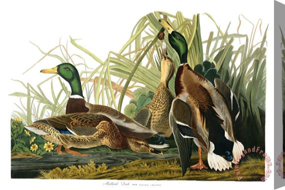 John James Audubon Mallard Duck Stretched Canvas Painting / Canvas Art