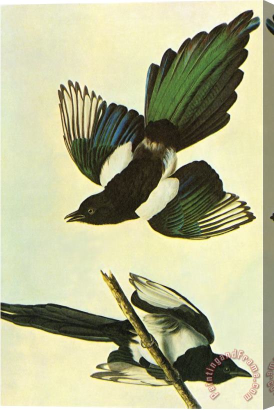 John James Audubon Mallard Stretched Canvas Print / Canvas Art