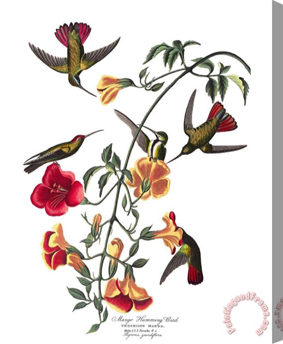 John James Audubon Mango Humming Bird Stretched Canvas Print / Canvas Art
