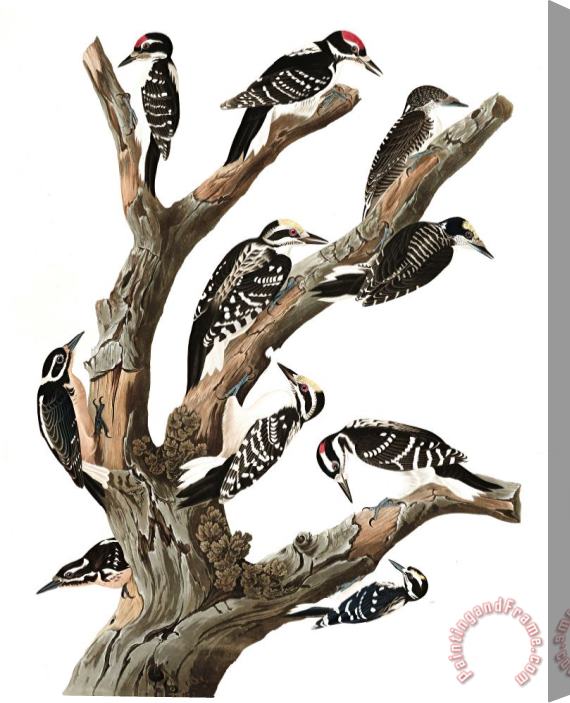 John James Audubon Maria's Woodpecker, Three Toed Woodpecker, Phillips' Woodpecker, Canadian Woodpecker, Harris's Woodpecker, Audubon's Woodpecker Stretched Canvas Painting / Canvas Art