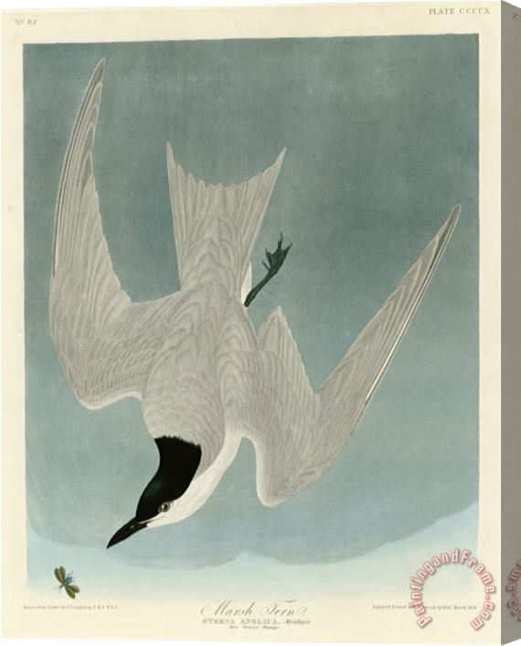 John James Audubon Marsh Tern Stretched Canvas Print / Canvas Art