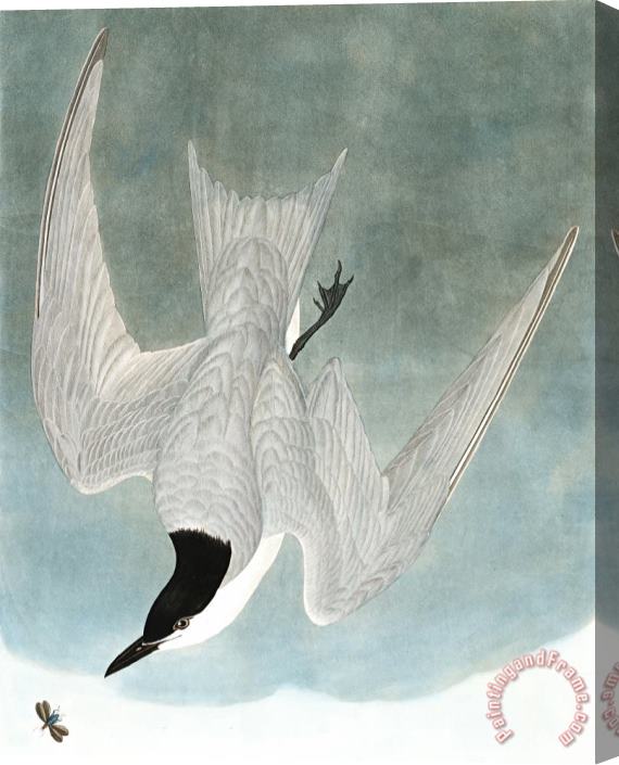 John James Audubon Marsh Tern Stretched Canvas Painting / Canvas Art