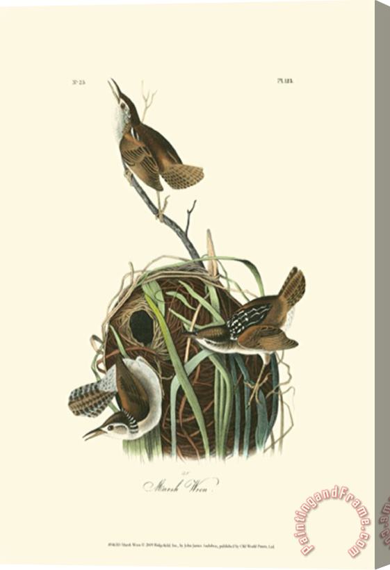 John James Audubon Marsh Wren Stretched Canvas Print / Canvas Art