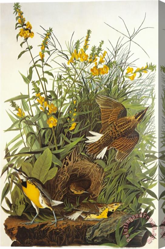 John James Audubon Meadow Lark Stretched Canvas Painting / Canvas Art