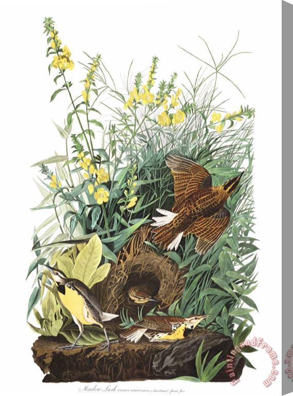 John James Audubon Meadow Lark Stretched Canvas Print / Canvas Art