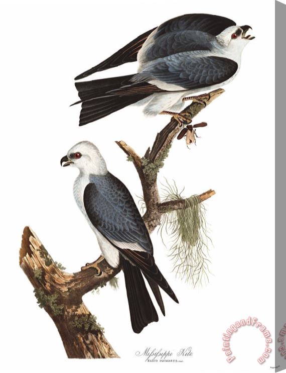 John James Audubon Mississippi Kite Stretched Canvas Painting / Canvas Art