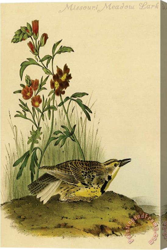 John James Audubon Missouri Meadow Lark Stretched Canvas Print / Canvas Art