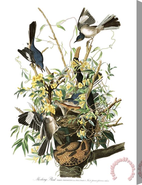 John James Audubon Mocking Bird Stretched Canvas Painting / Canvas Art
