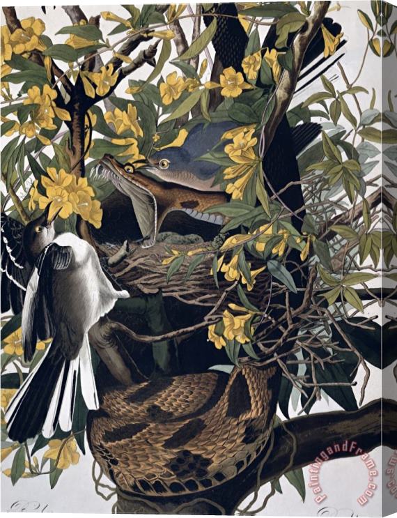 John James Audubon Mocking Birds And Rattlesnake From Birds of America Engraved by Robert Havell Stretched Canvas Print / Canvas Art