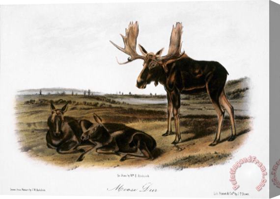 John James Audubon Moose Deer Cervus Alces Stretched Canvas Painting / Canvas Art