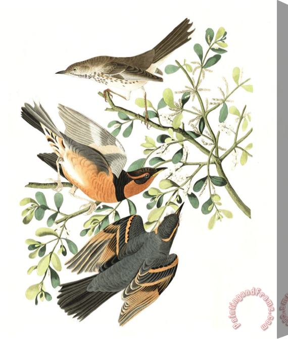 John James Audubon Mountain Mocking Bird, Or Varied Thrush Stretched Canvas Print / Canvas Art