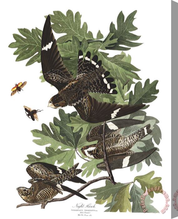 John James Audubon Night Hawk Stretched Canvas Print / Canvas Art